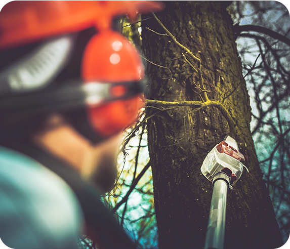 Tree Surgeons Near Me In The Scottish Borders